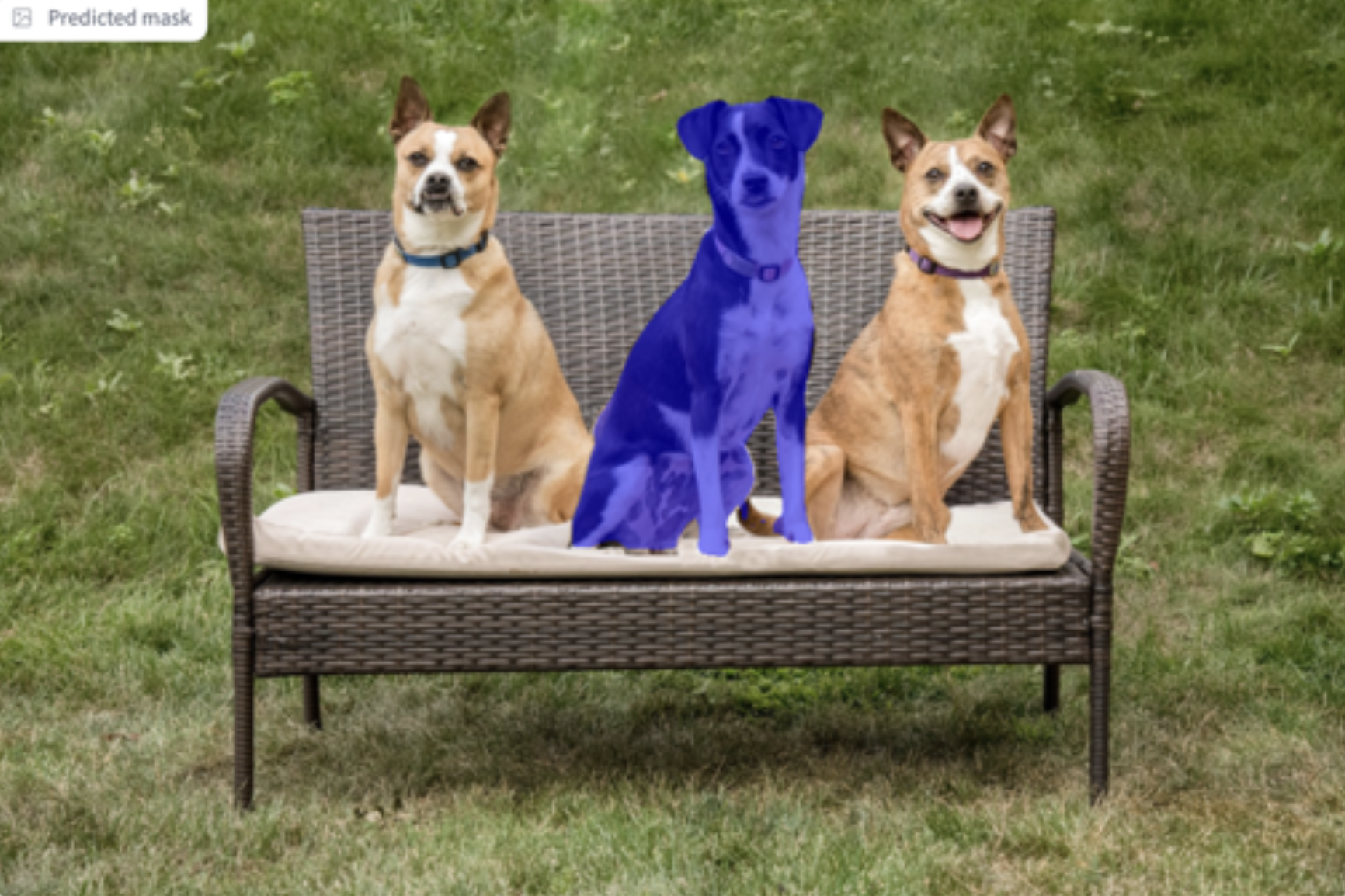 Ein schwarzer Hund