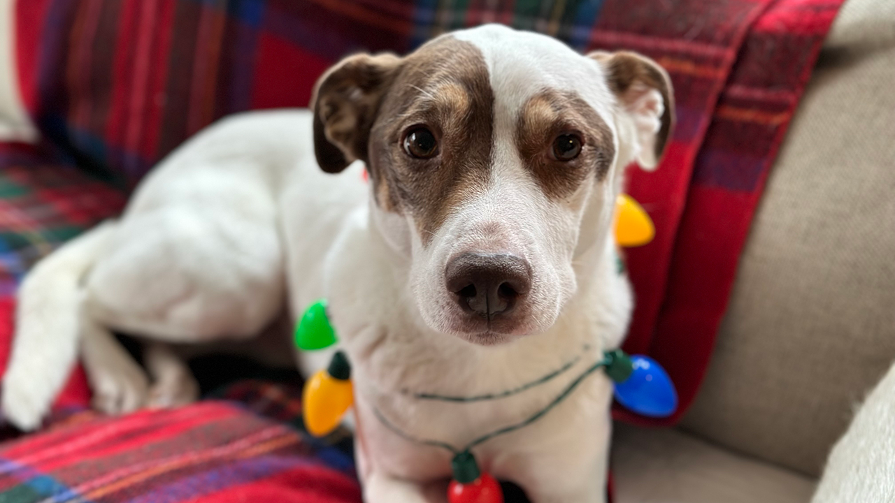 Weißer Hund mit braunen Markierungen, der bunte Weihnachtslichter um den Hals auf einer karierten Decke trägt.
