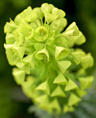 Primer plano de un racimo de flores de viburnum verde con floretes pequeños y apretados.