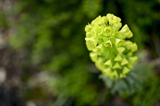 しっかりと詰められた花びらが球面形状を形成する、艶のある緑色の花のクローズアップ。